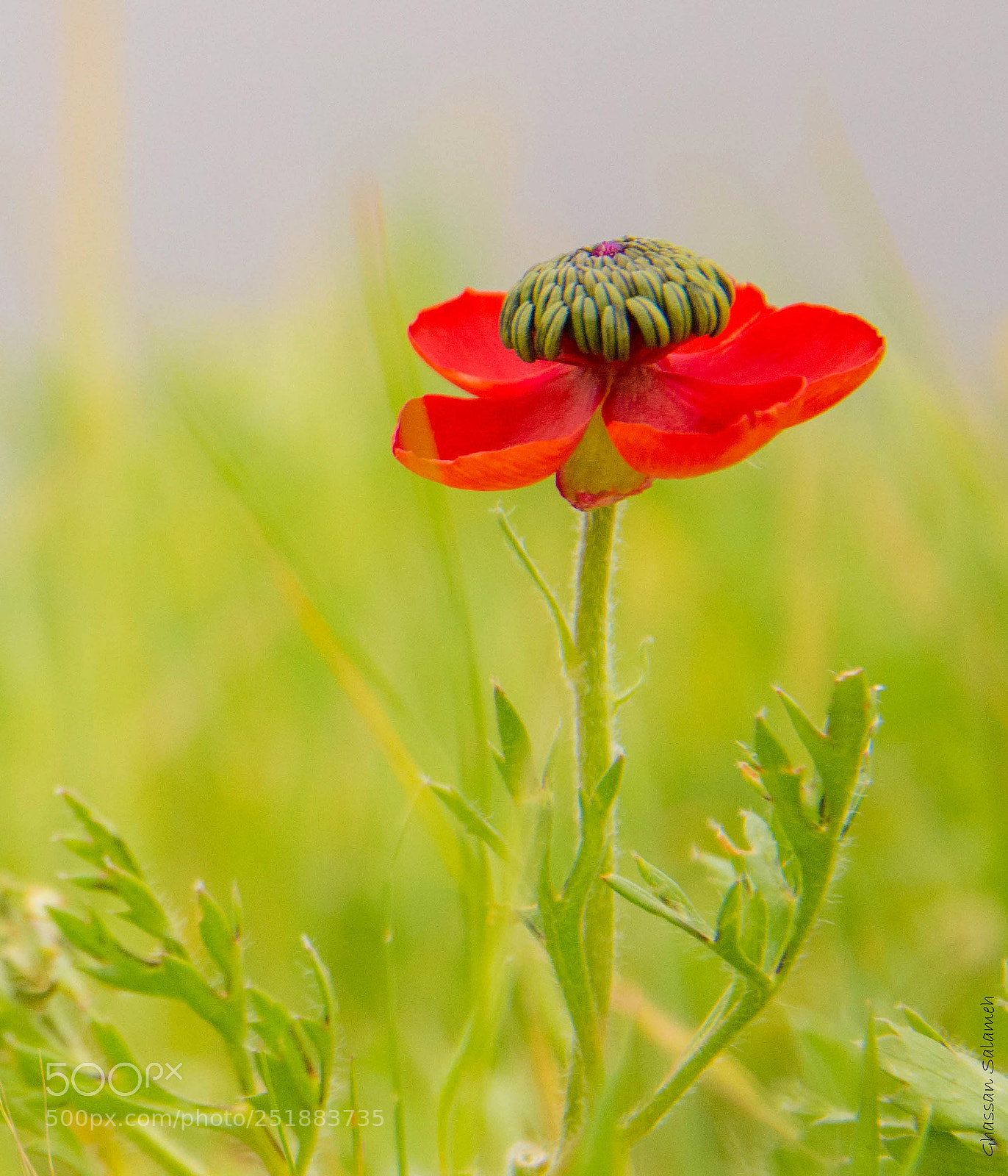 Nikon D7100 sample photo. Joy of spring photography