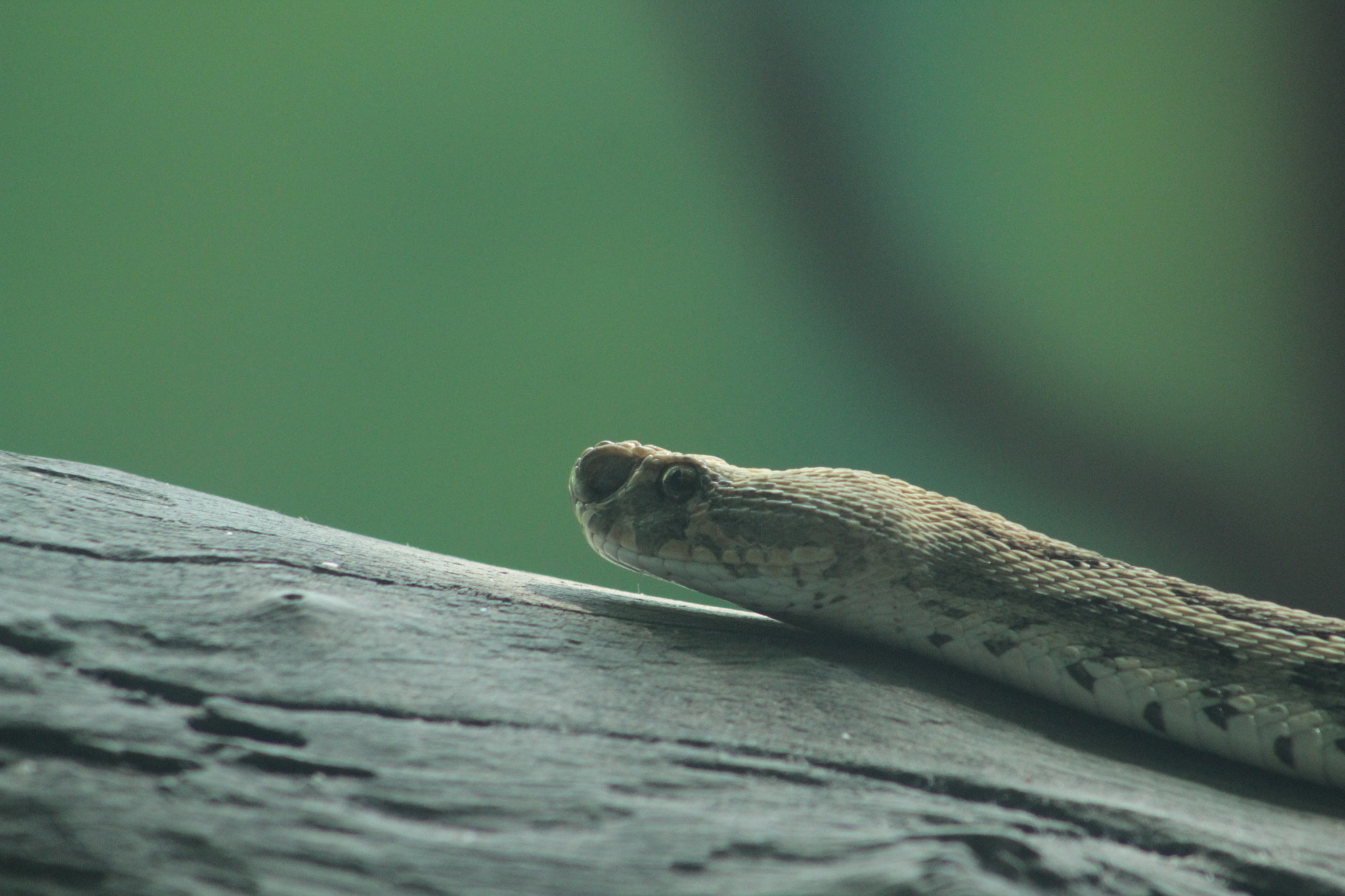 Canon EF 75-300mm f/4-5.6 sample photo