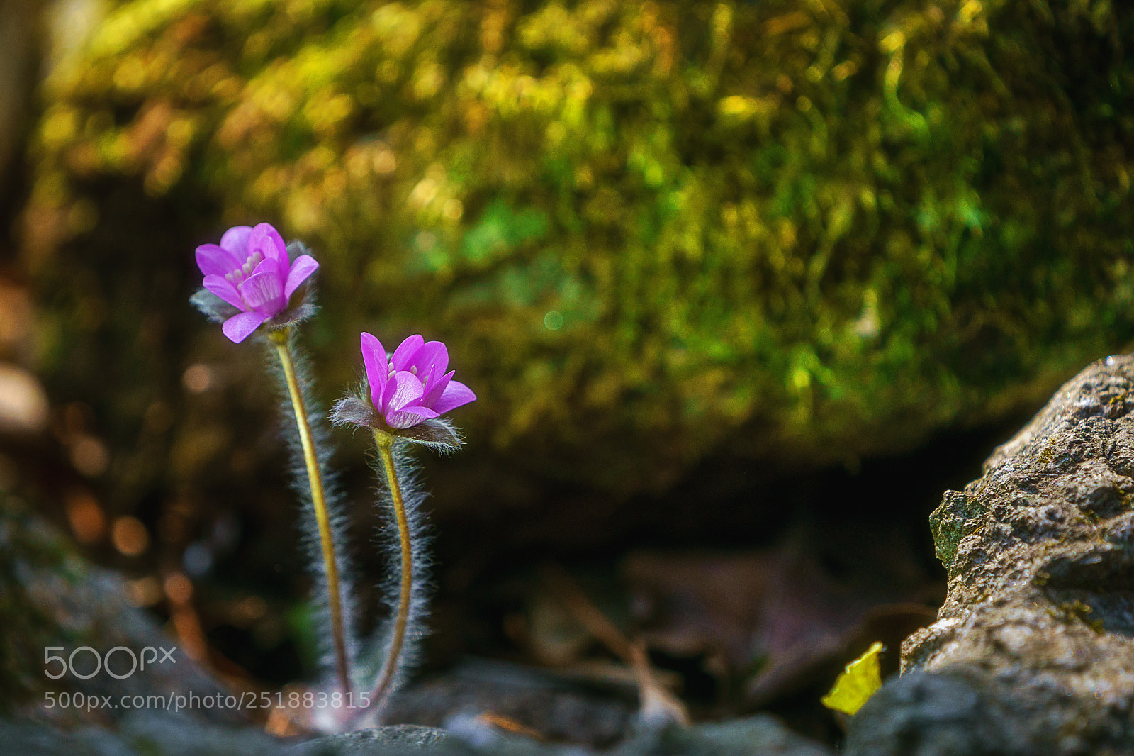 Sony a9 sample photo. Roe deer flowers photography