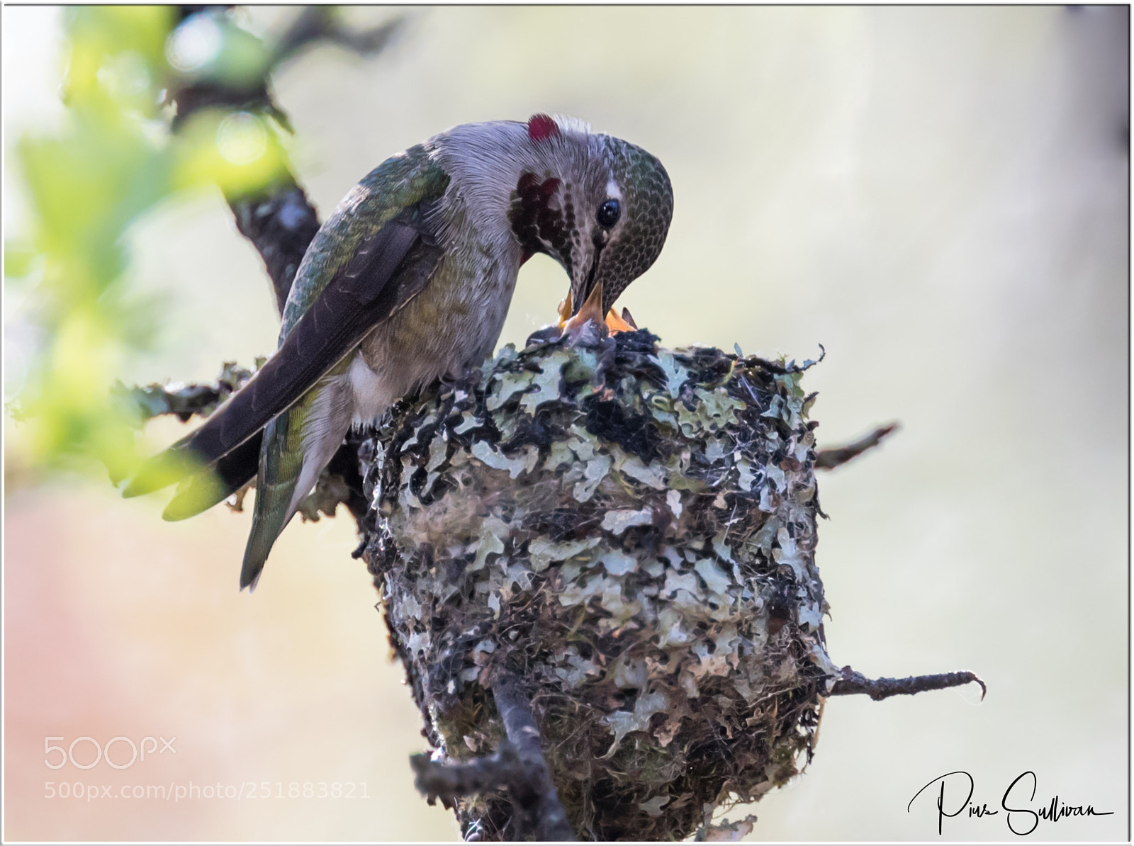Canon EOS-1D X Mark II sample photo. Hummingbird feeding the babies photography
