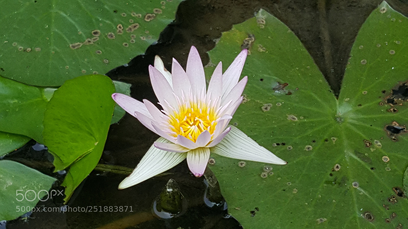 Samsung Galaxy Note5 sample photo. 20180318_094643.jpg photography