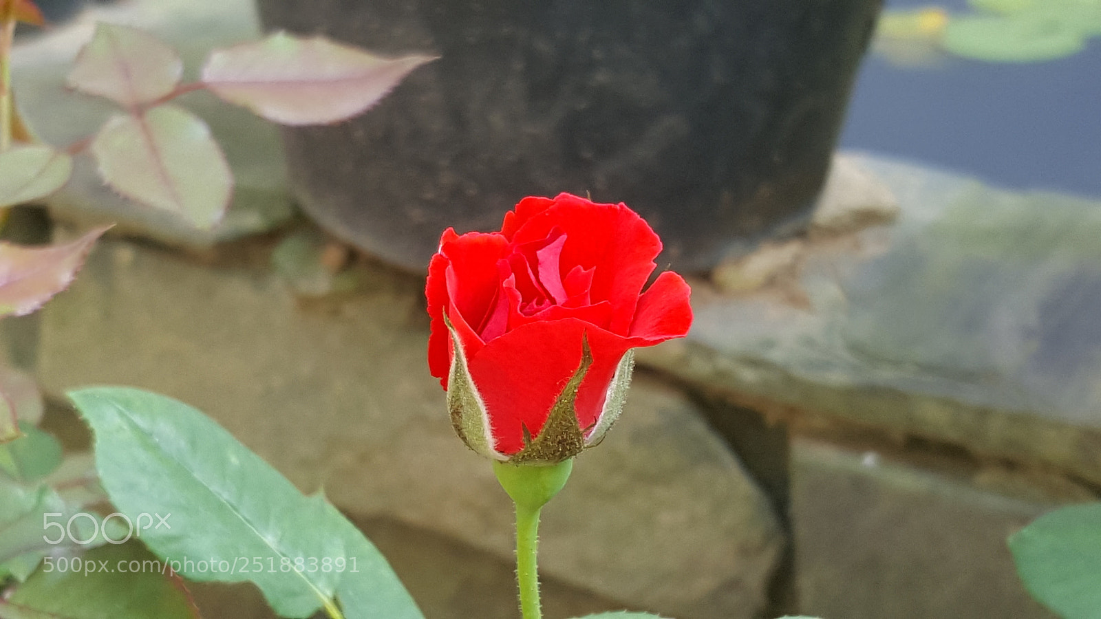 Samsung Galaxy Note5 sample photo. 20180318_094709.jpg photography