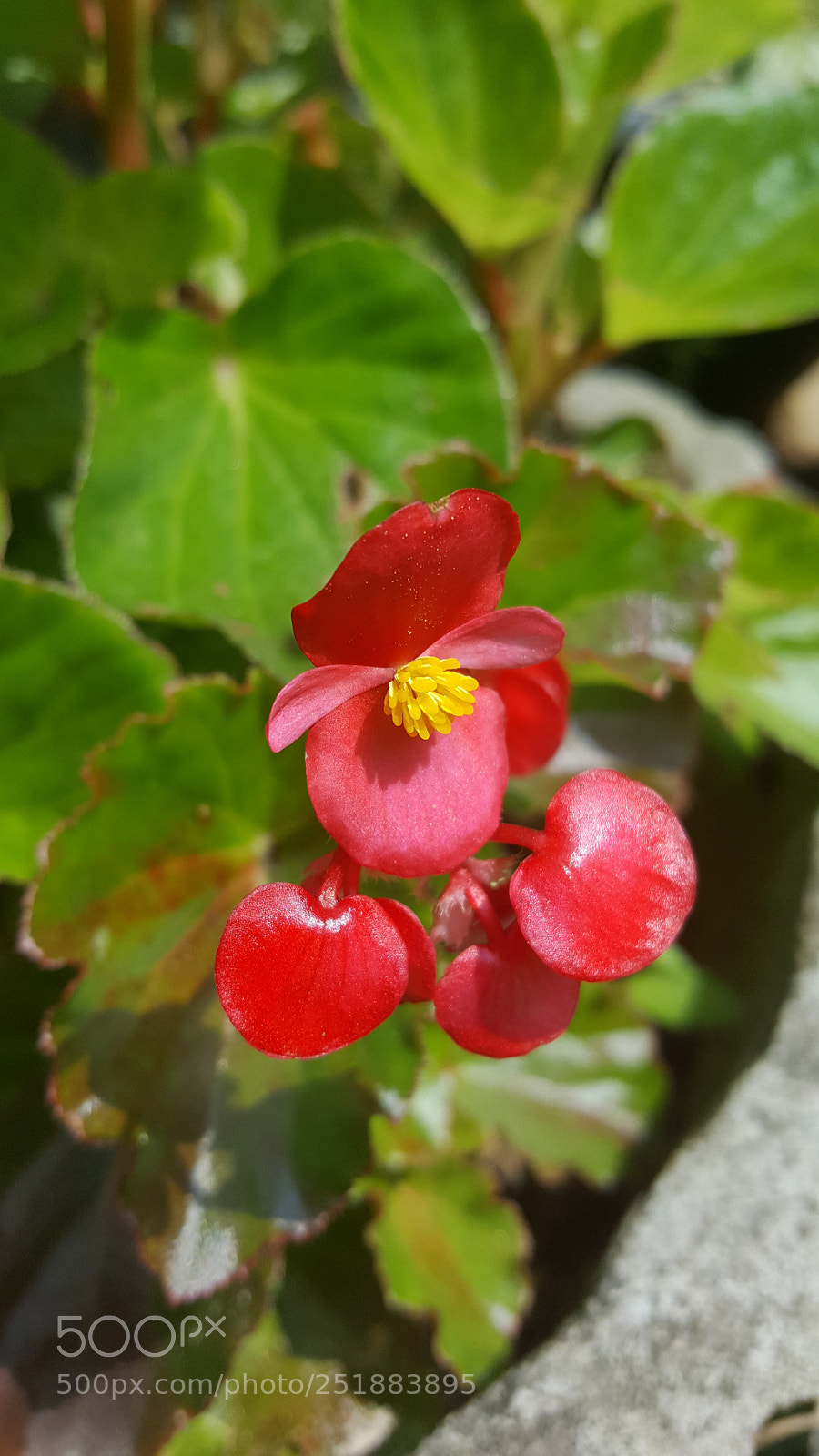 Samsung Galaxy Note5 sample photo. 20180318_100739_001.jpg photography