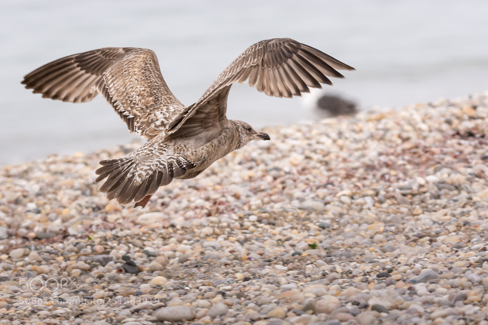 Nikon D7100 sample photo. Seagull soaring over beach photography
