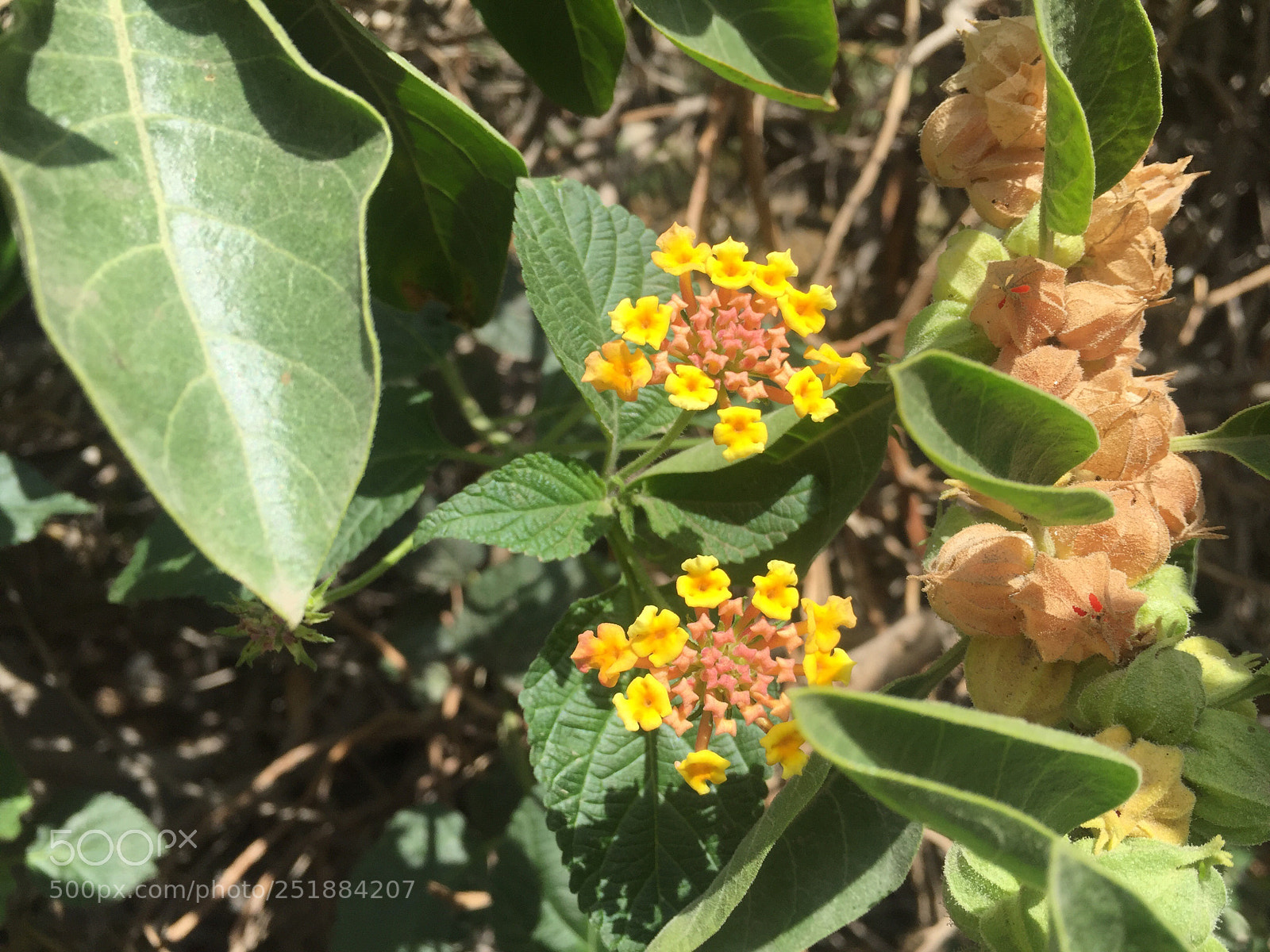 Apple iPhone 6 sample photo. Spring time  photography