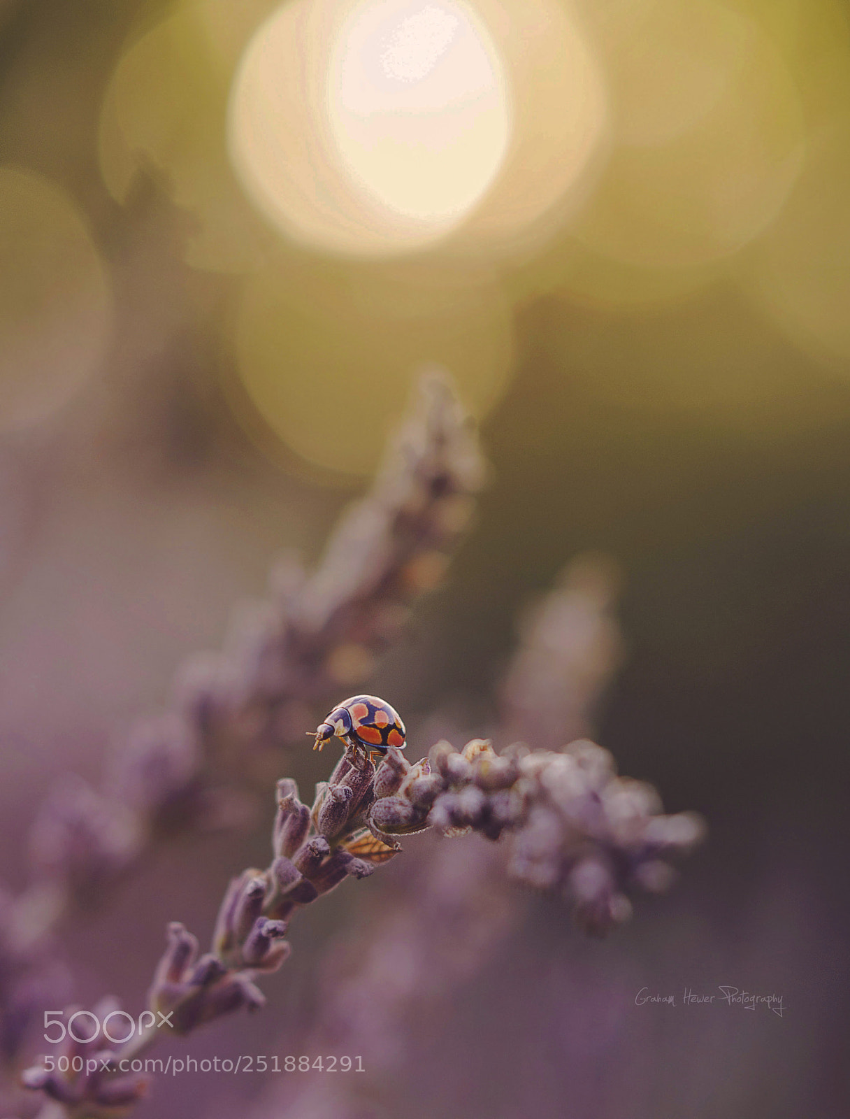 Nikon D7000 sample photo. Lady sunset photography