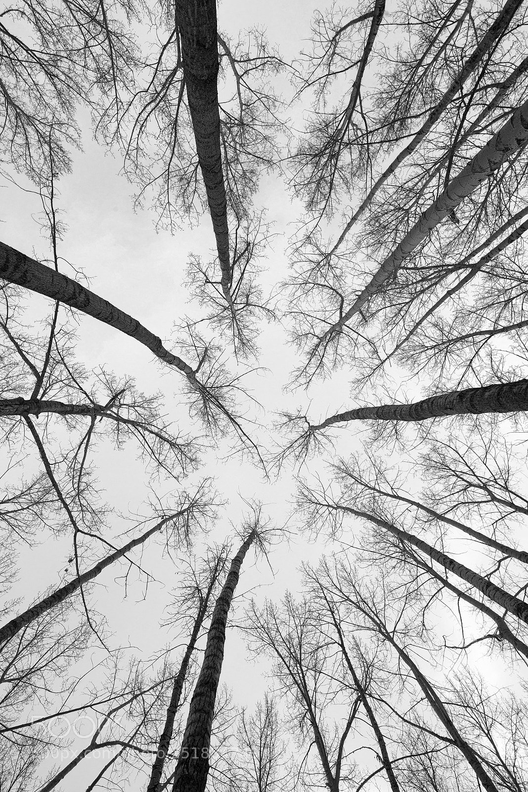 Nikon D600 sample photo. Look up photography