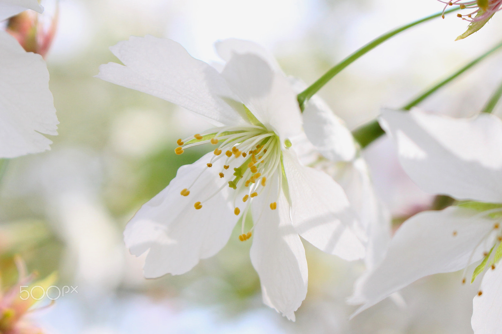 Canon EOS 100D (EOS Rebel SL1 / EOS Kiss X7) sample photo. In the spring sunlight photography