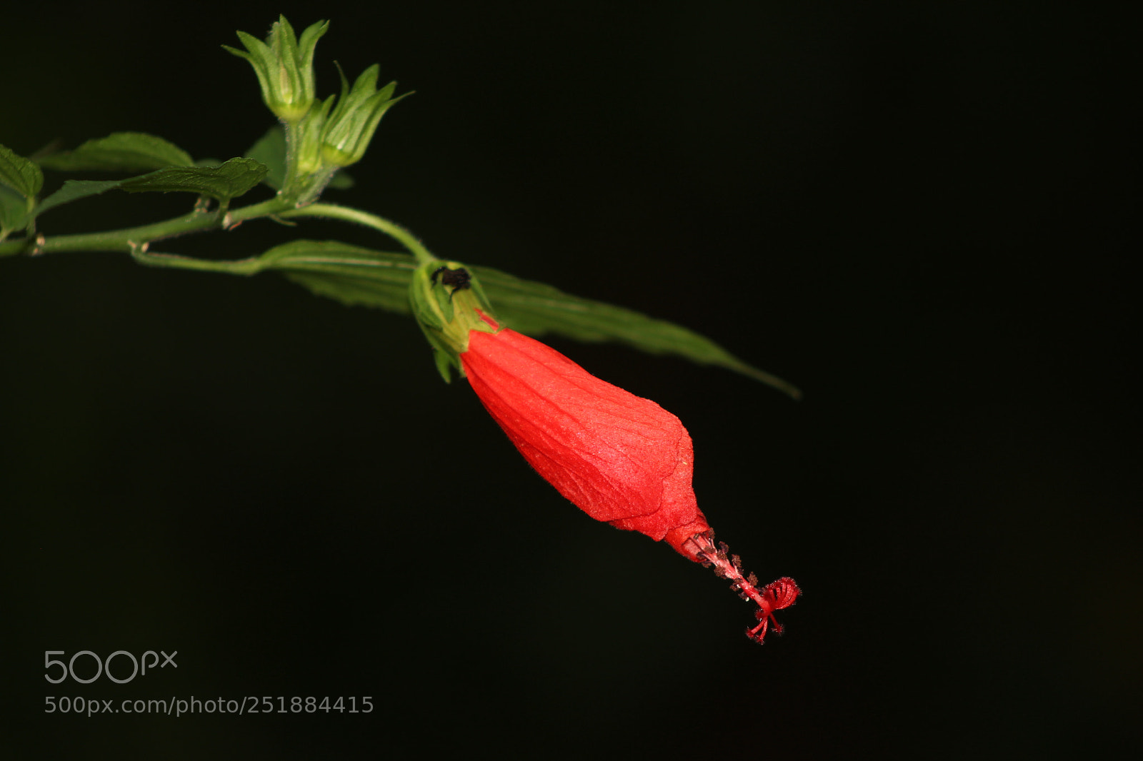 Canon EF 75-300mm f/4-5.6 sample photo. Img photography