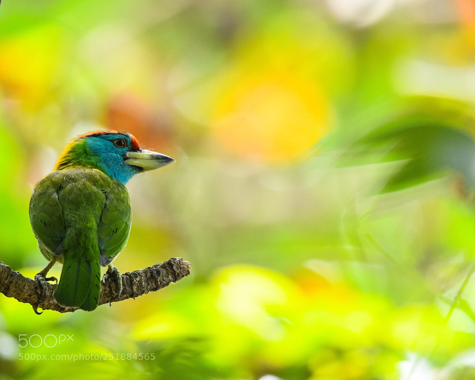 Nikon D500 sample photo. Blue throated barbet  photography