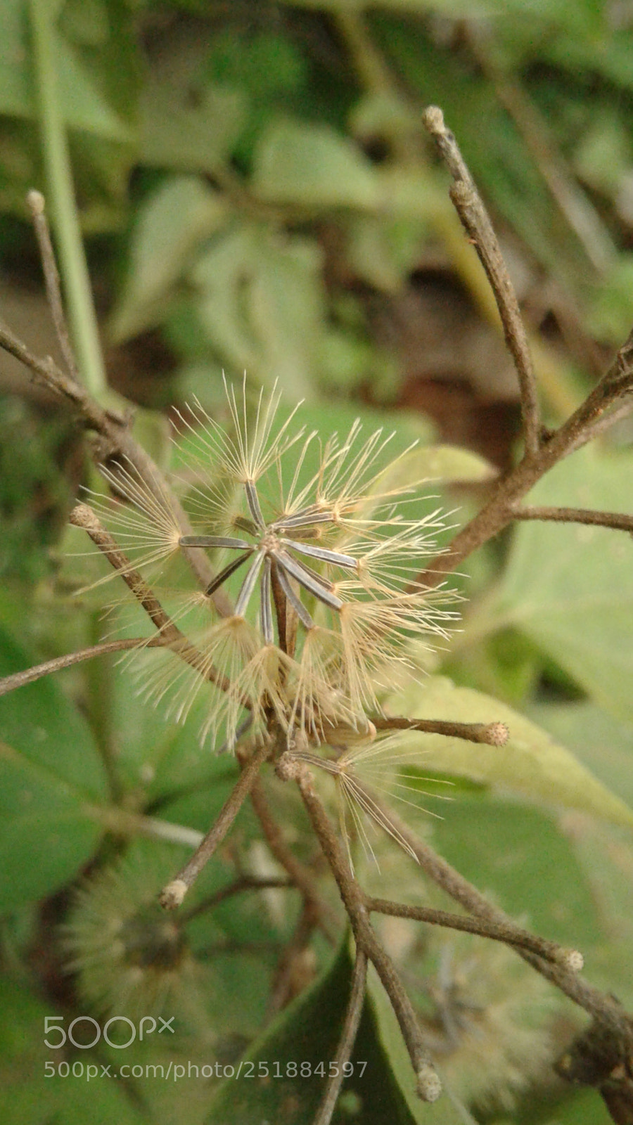 Samsung Galaxy J2 sample photo. Untitled photography