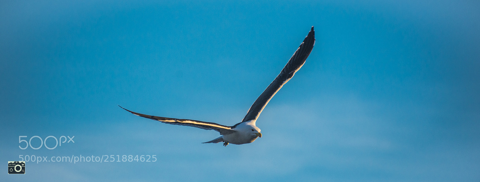 Nikon D7200 sample photo. Gliding by photography