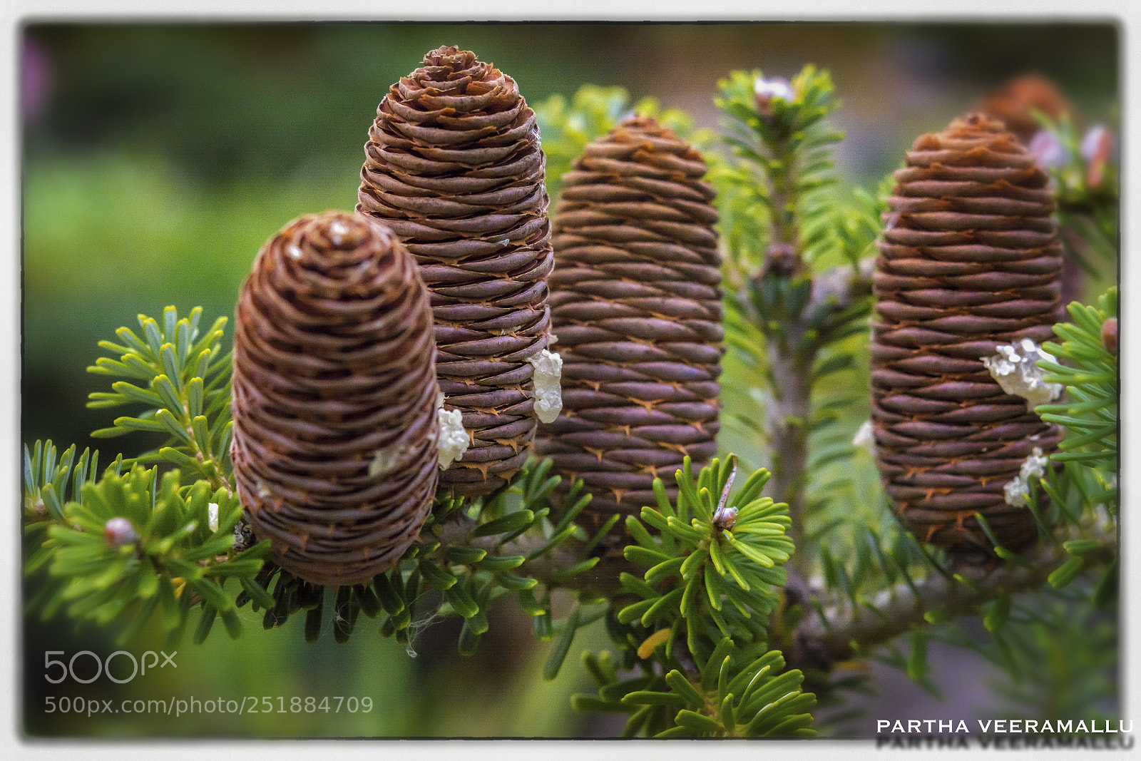 Nikon D5200 sample photo. Pine photography