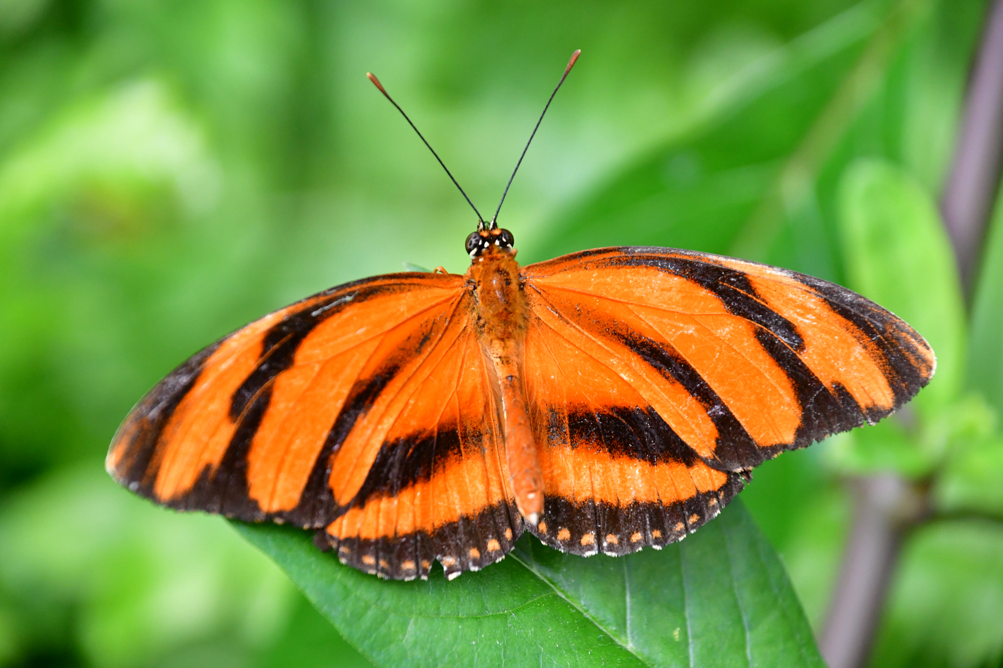 Nikon D7500 sample photo. Butterfly  photography