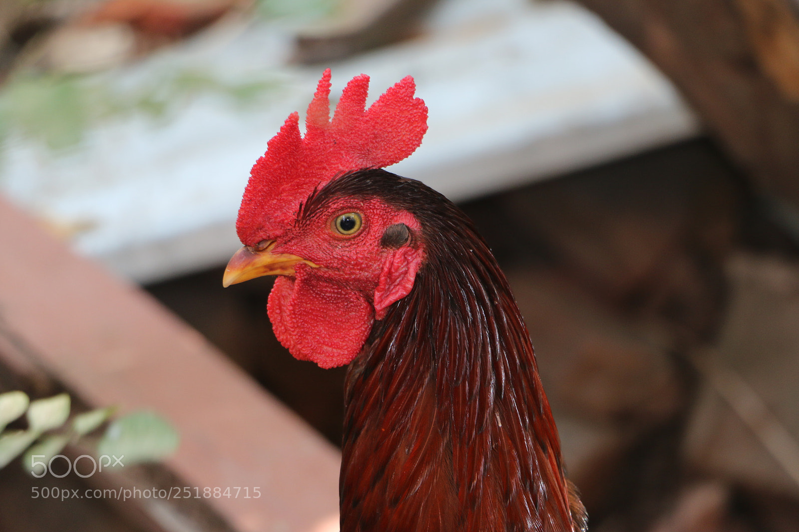 Canon EOS 70D sample photo. Mr. chickmagnet photography