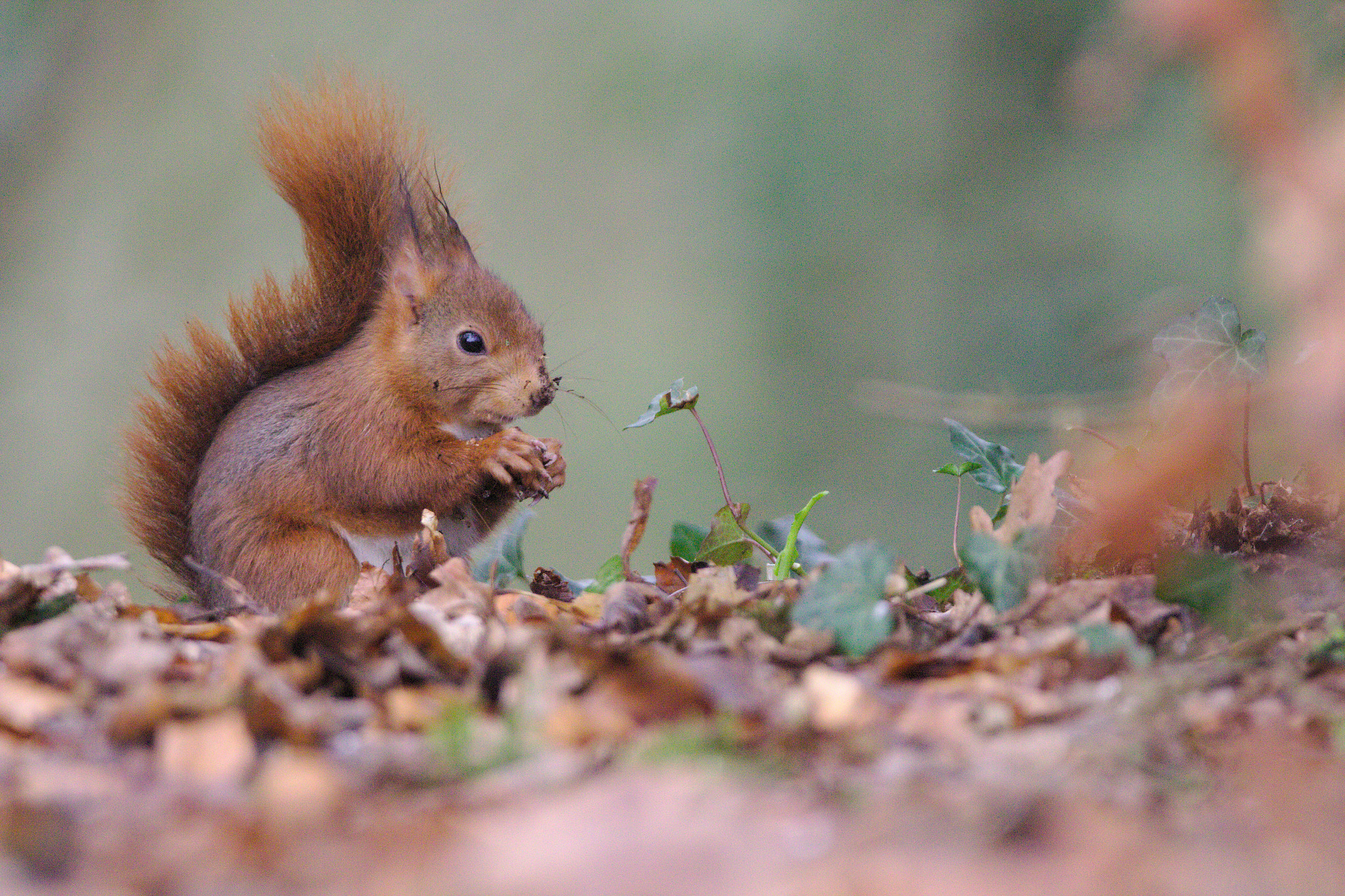Canon EOS 700D (EOS Rebel T5i / EOS Kiss X7i) + Sigma 150-600mm F5-6.3 DG OS HSM | C sample photo. Red squirrel photography