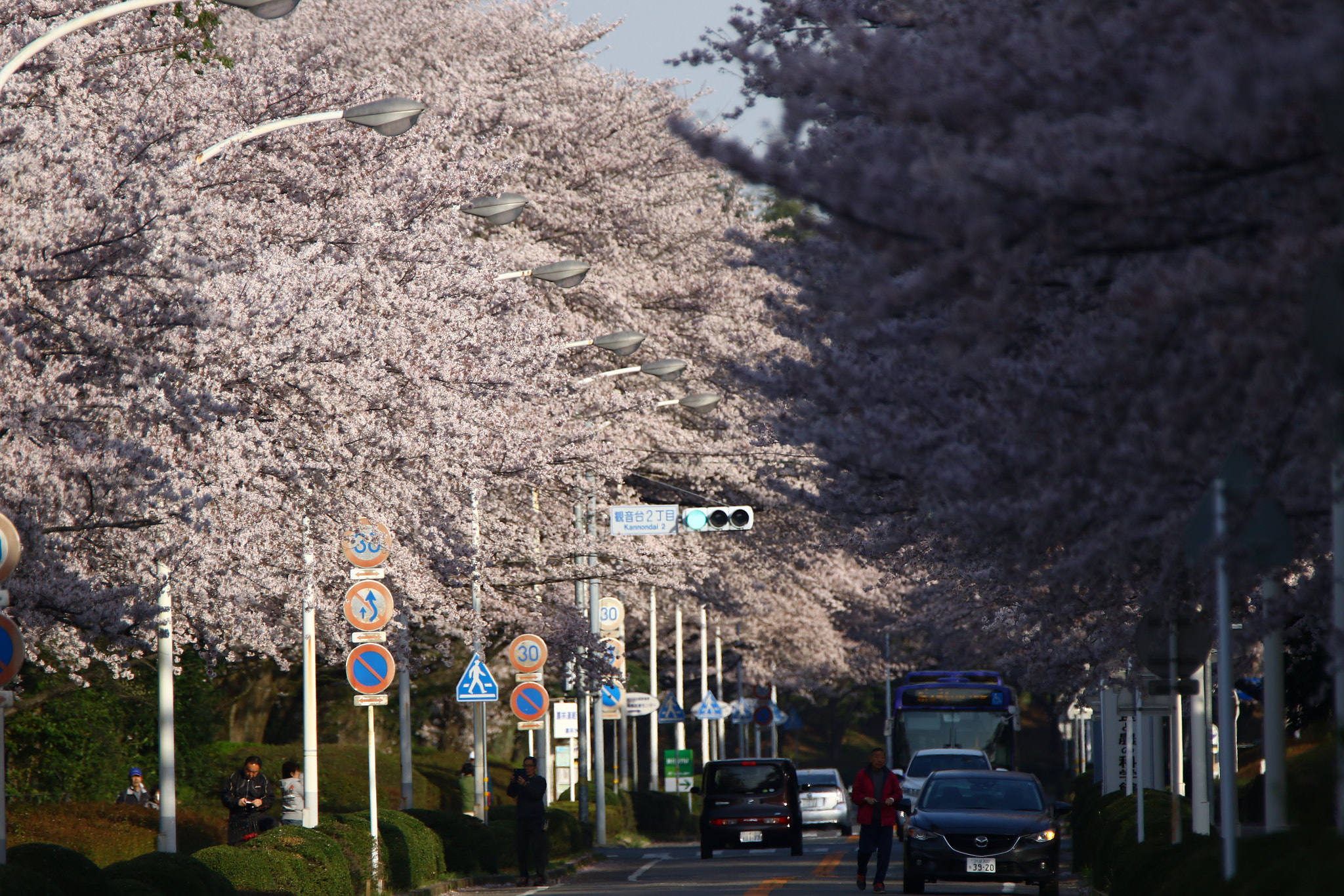Tamron SP 150-600mm F5-6.3 Di VC USD sample photo. 桜並木 photography