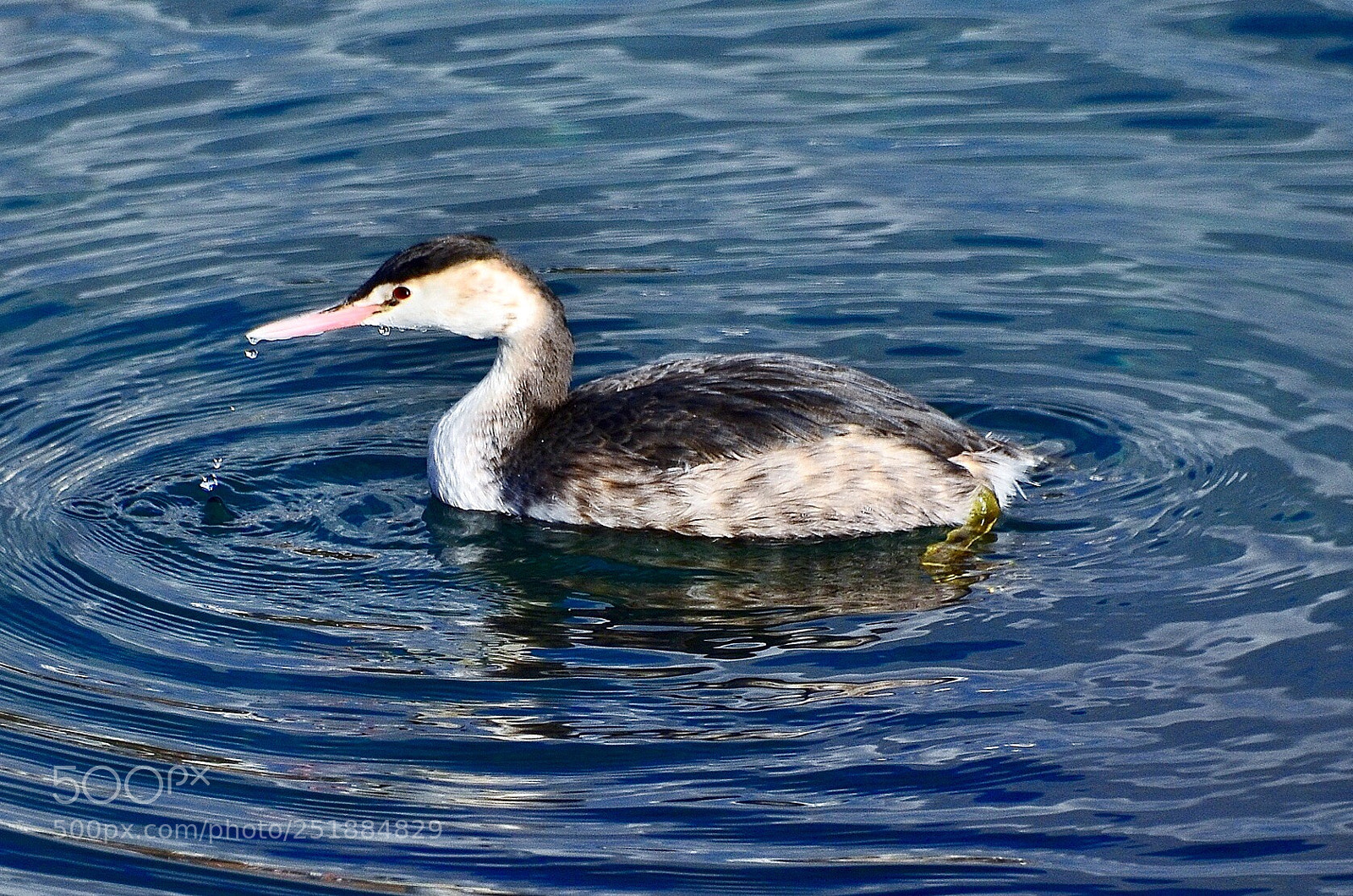 Nikon D7000 sample photo. Cute  duck photography