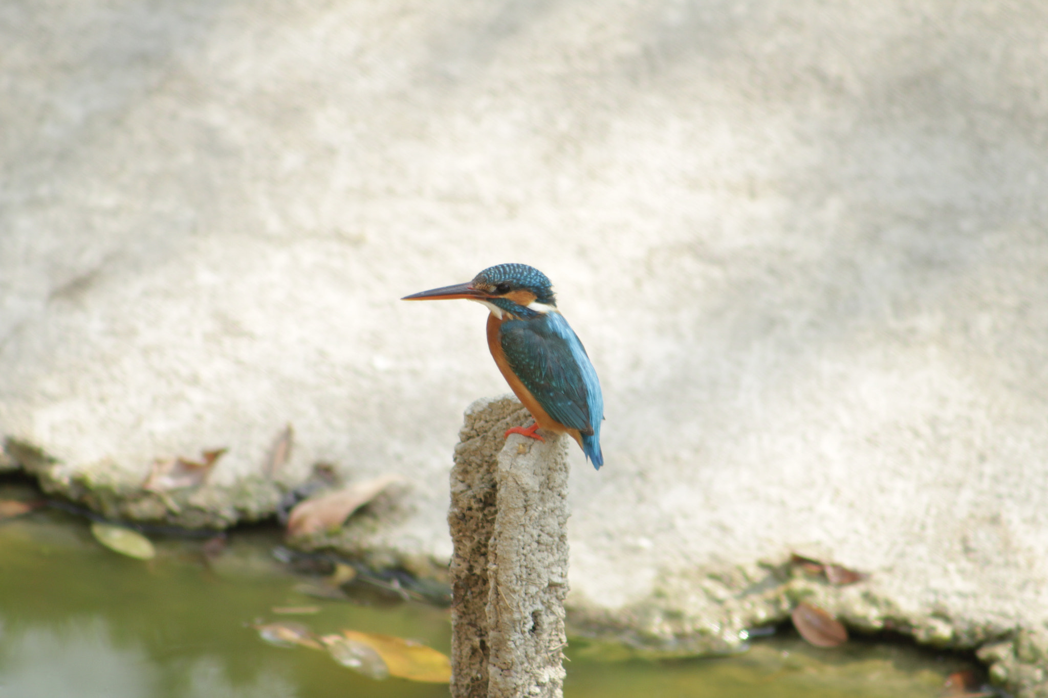 Canon EF 75-300mm f/4-5.6 sample photo