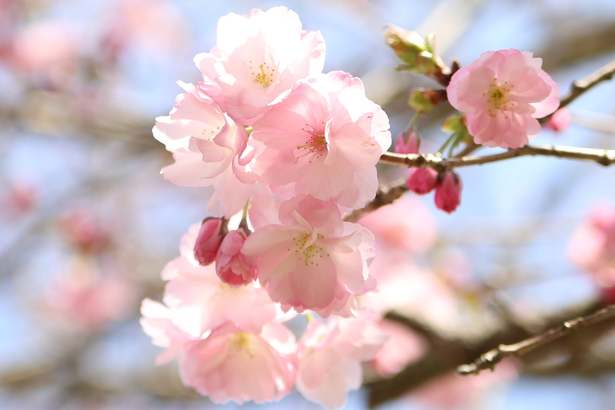 Canon EOS 5D Mark IV sample photo. 八重桜 photography