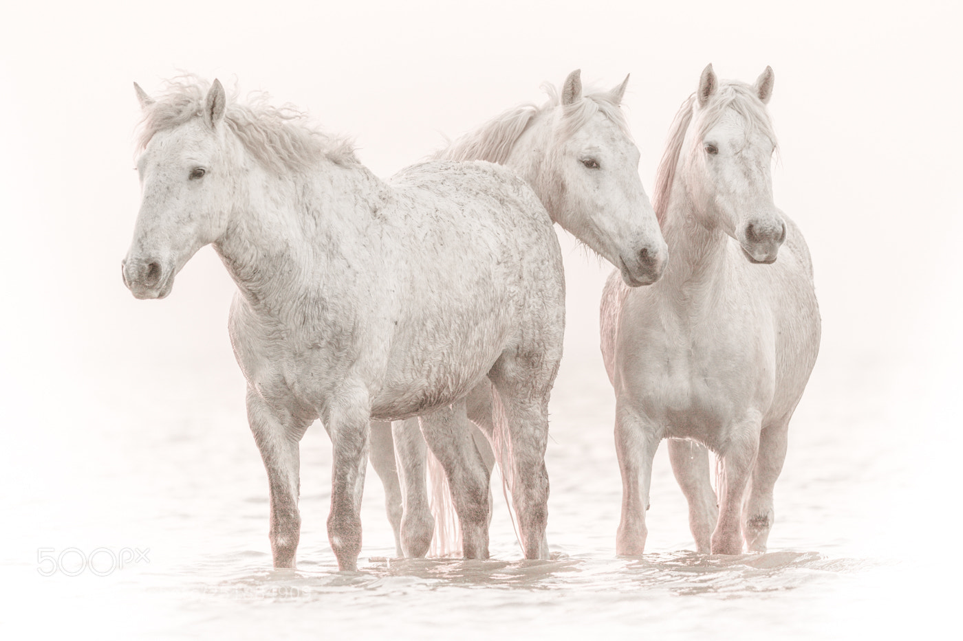 Nikon D7100 sample photo. Horses of the camargue photography