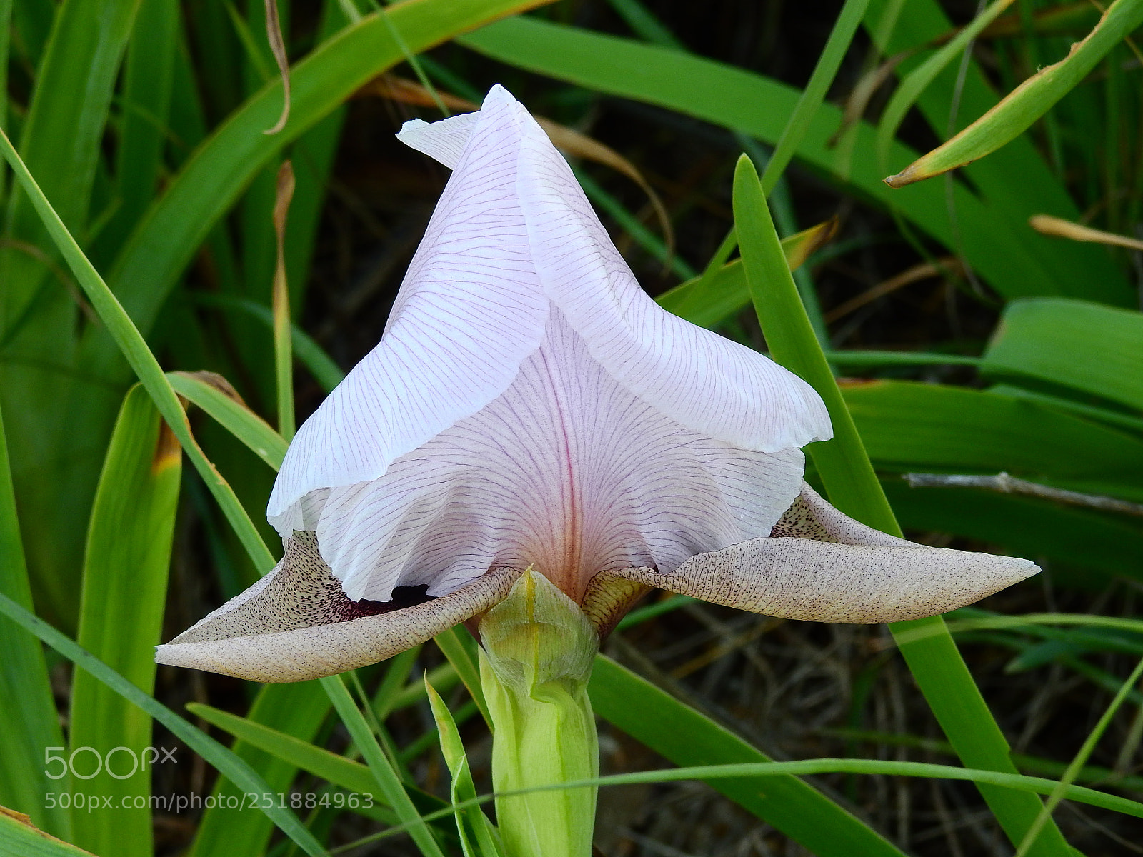 Nikon Coolpix P900 sample photo. Iris lortetii photography