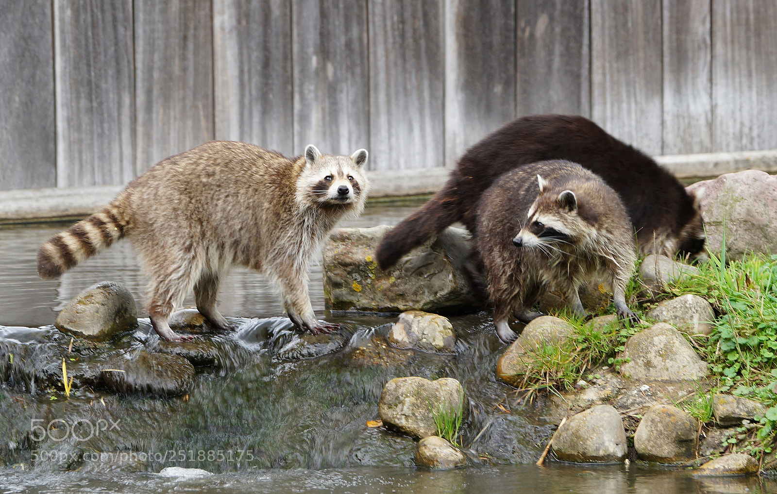 Sony SLT-A99V sample photo. Racoons photography