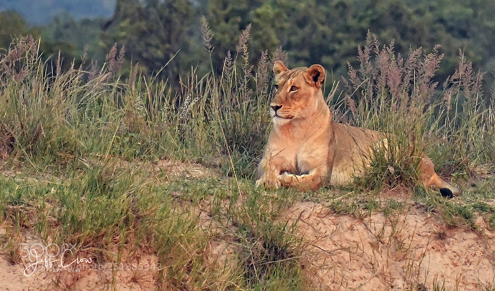 Nikon D500 sample photo. Lioness on the hill photography