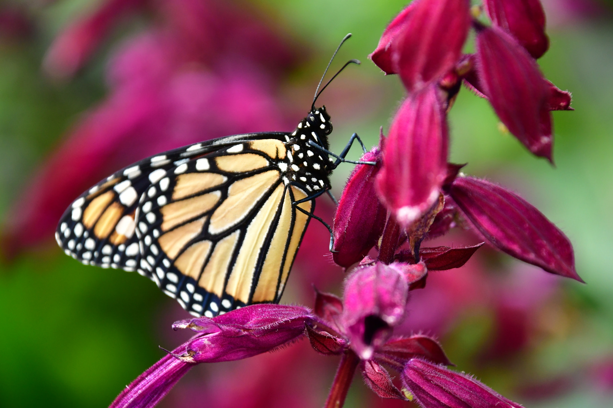 Nikon D7500 sample photo. Butterfly  photography
