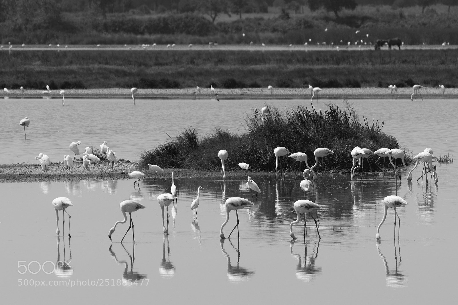 Nikon D3300 sample photo. Doñana photography