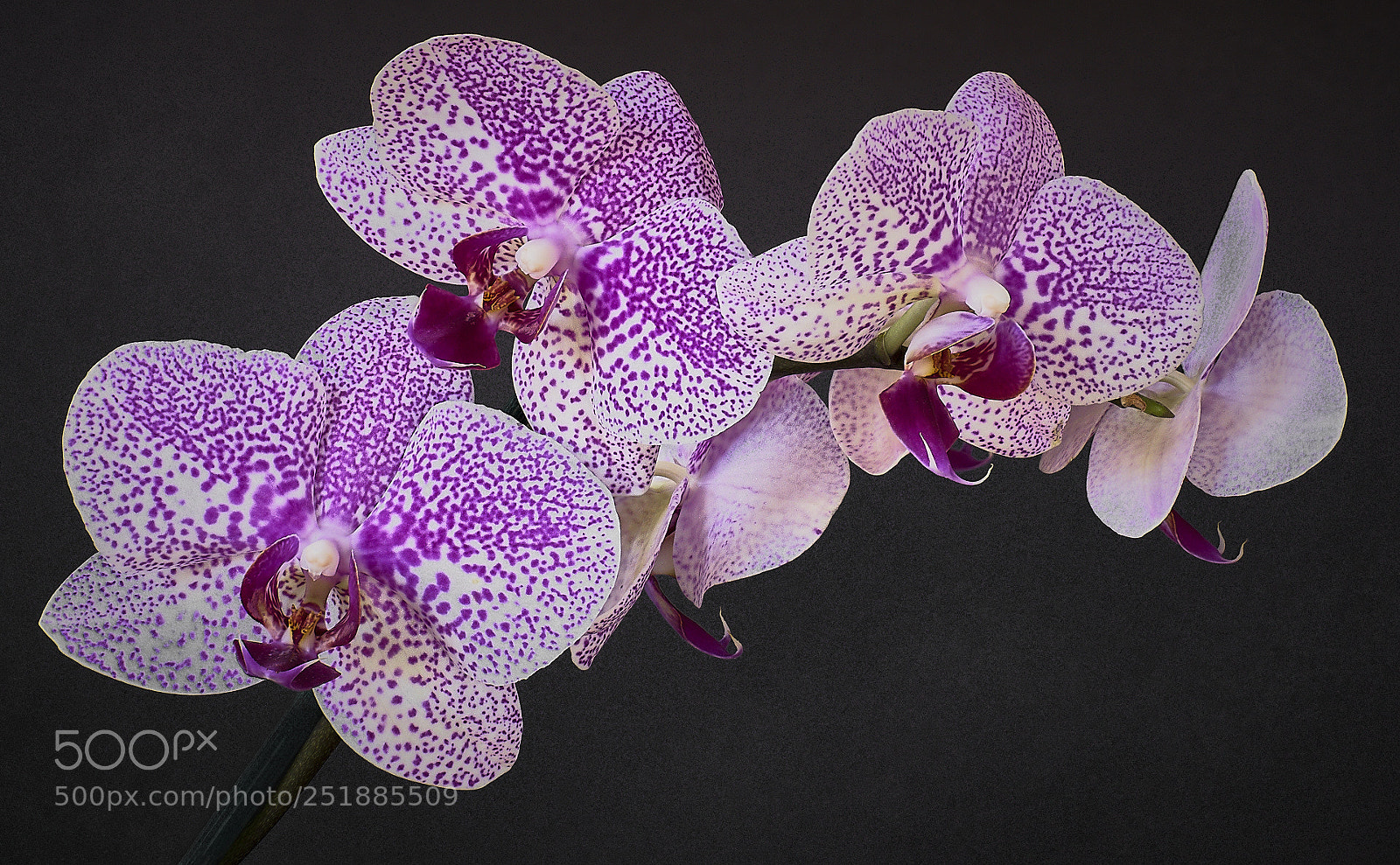 Nikon D810 sample photo. Orchids 2 photography