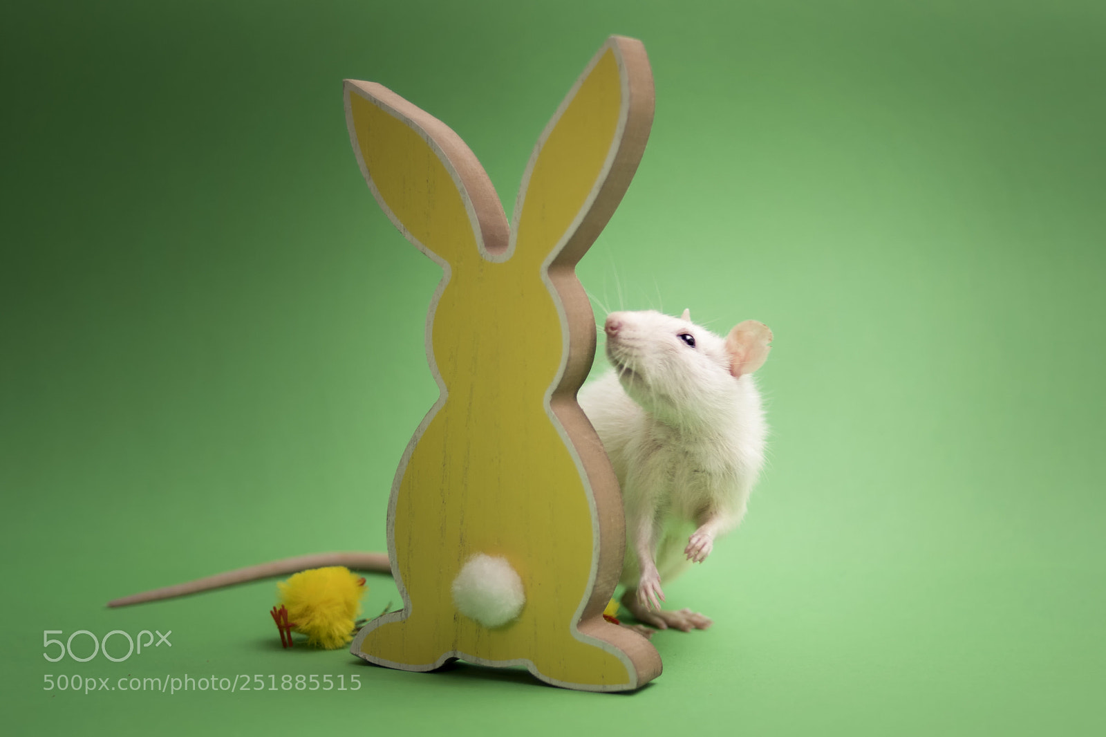 Nikon D500 sample photo. Easter bunny, is that photography