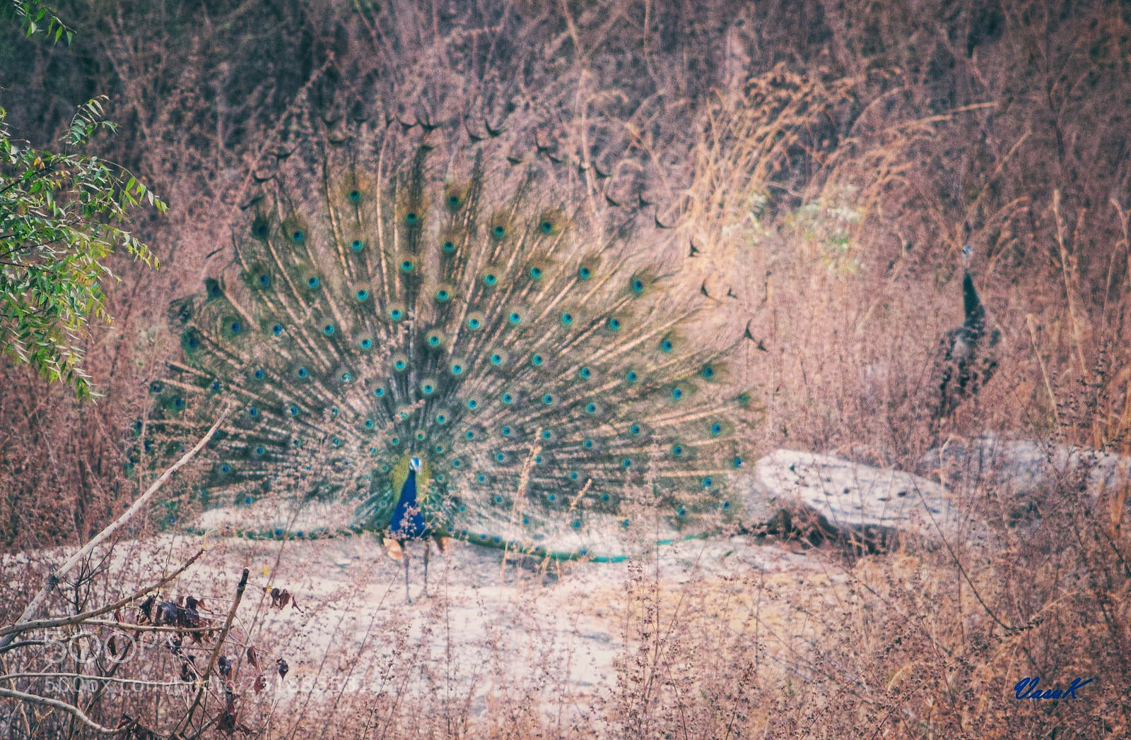 Nikon D3300 sample photo. Dancing peacock photography