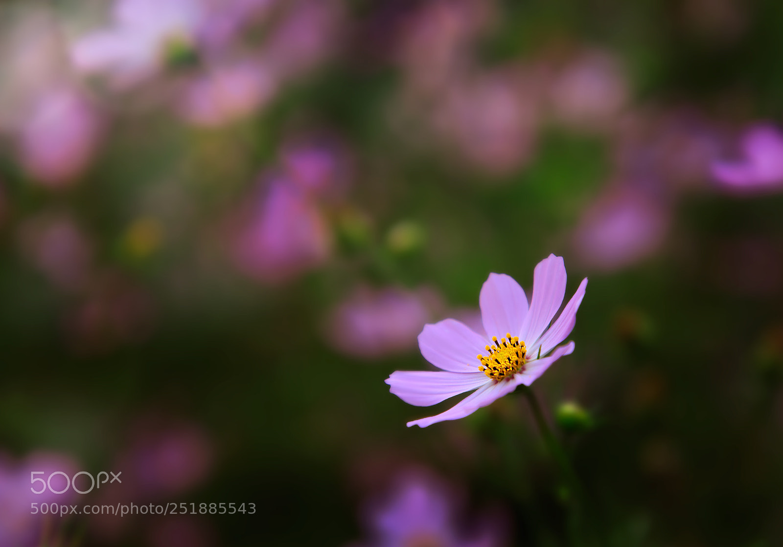 Canon EOS 6D Mark II sample photo. The pink beauty photography