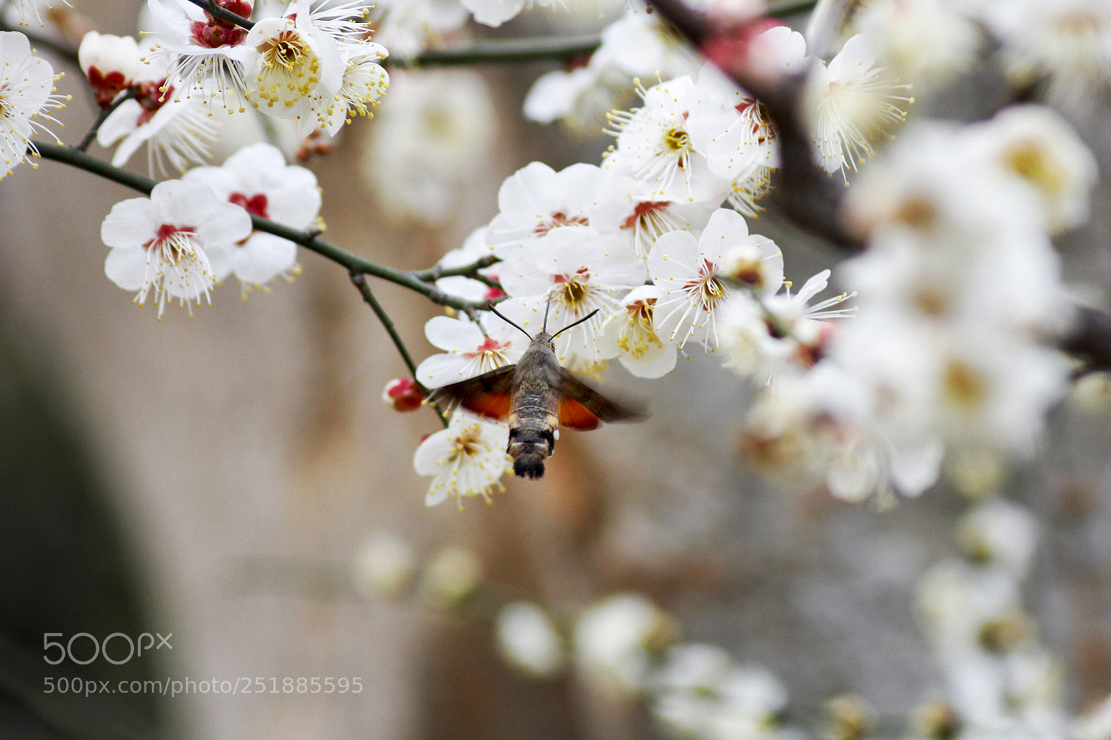 Canon EOS 60D sample photo. 花与飞虫 photography