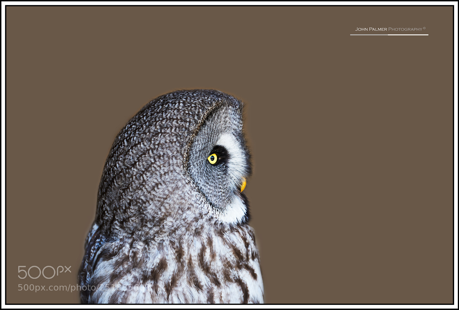 Nikon D810 sample photo. Portrait of an owl photography
