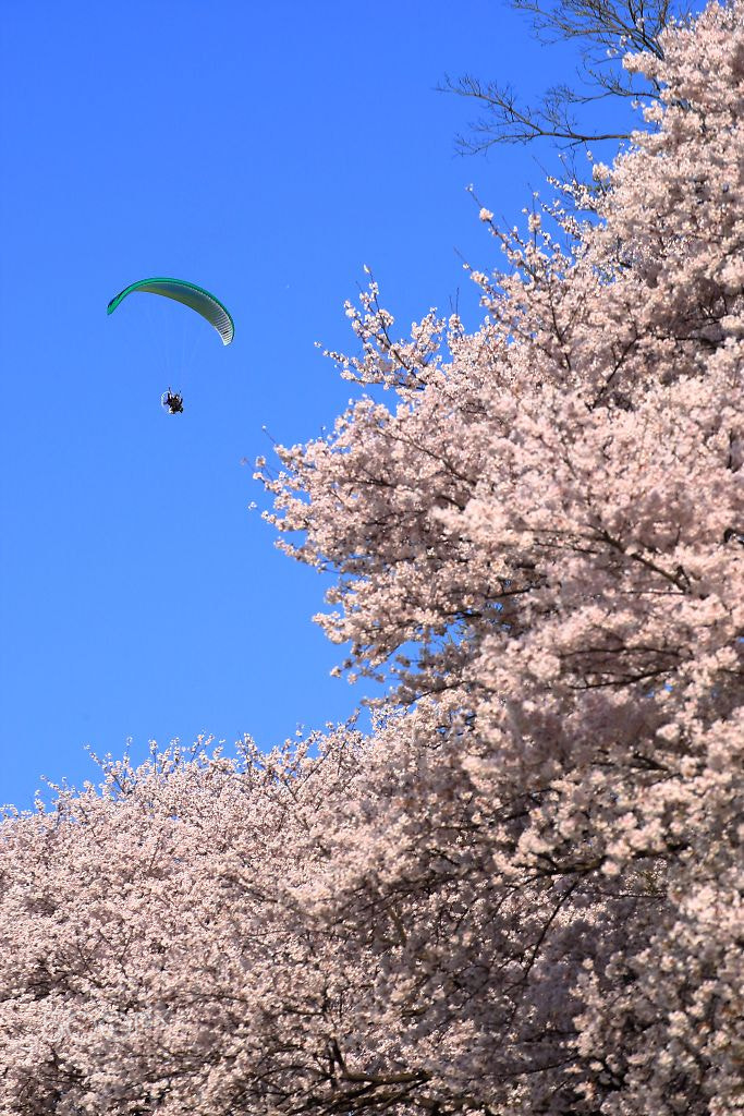 Canon EOS-1D Mark III + Tamron SP 35mm F1.8 Di VC USD sample photo. 背割堤 photography