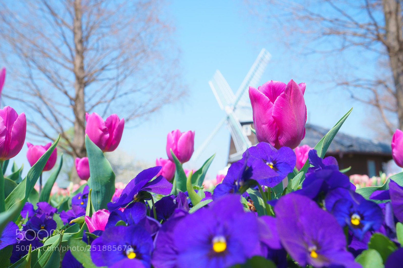Sony a6500 sample photo. Purple tulips and windmill photography
