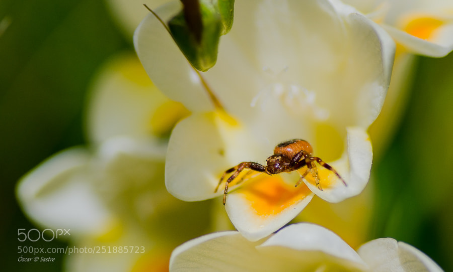 Nikon D7000 sample photo. Spider photography