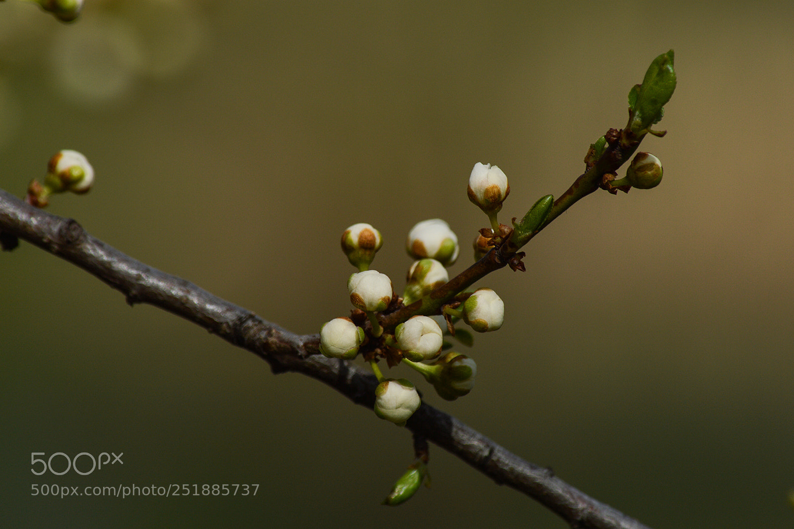 Nikon D3200 sample photo. Blossom photography