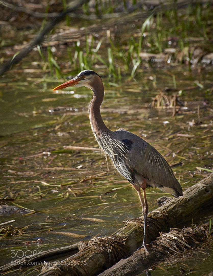 Nikon D810 sample photo. Blue heron photography