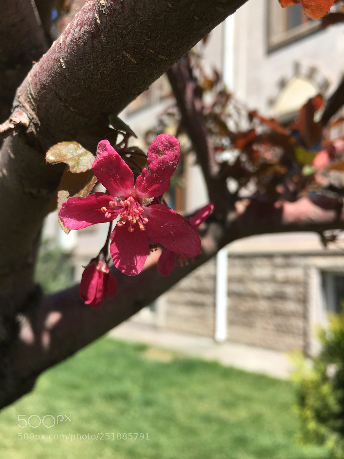 Apple iPhone 6s Plus sample photo. Untitled photography