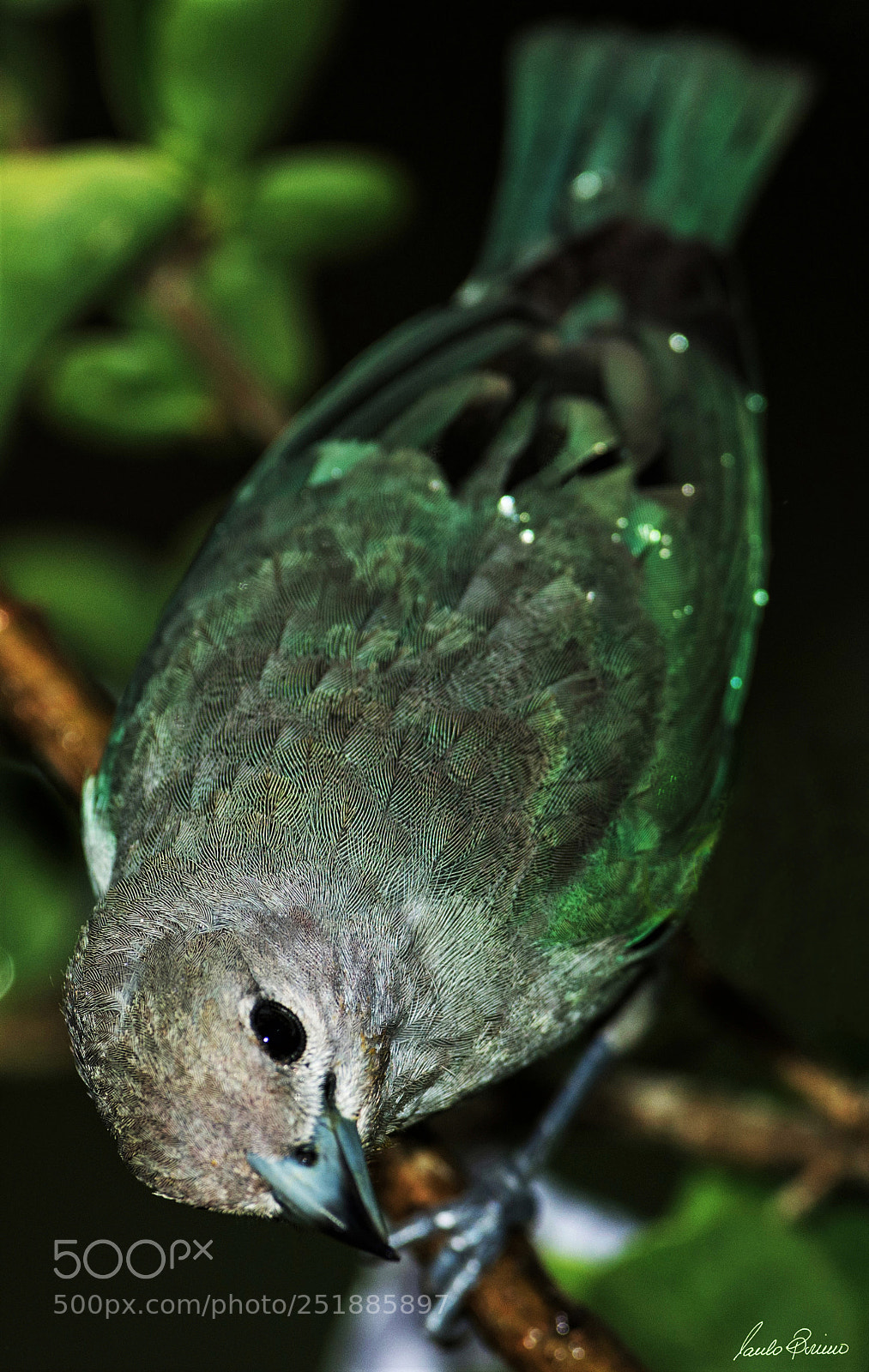 Nikon D800E sample photo. Blue tanager photography
