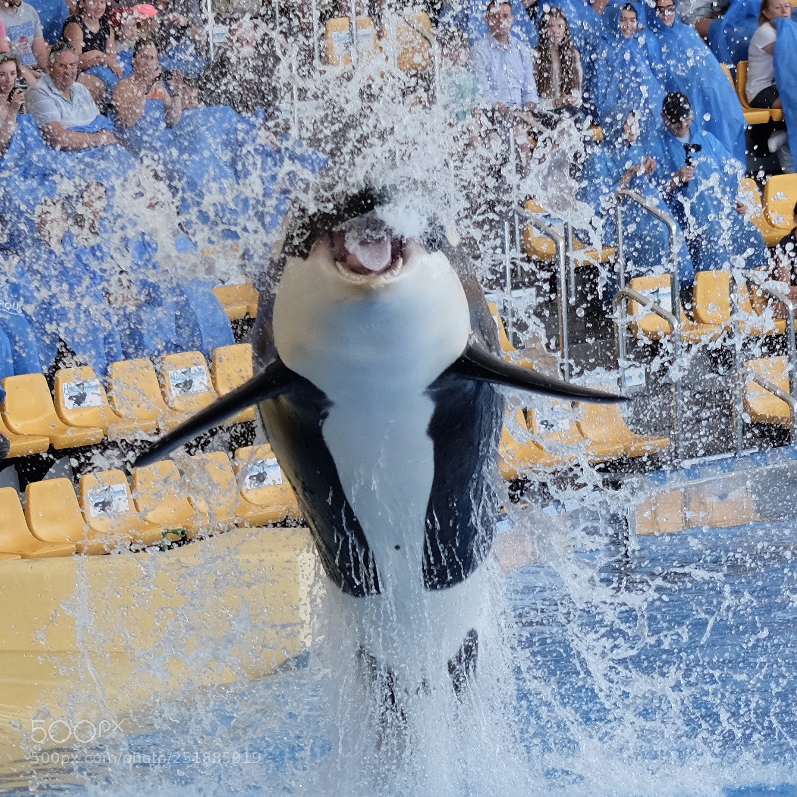 Fujifilm X-T10 sample photo. Whale  photography