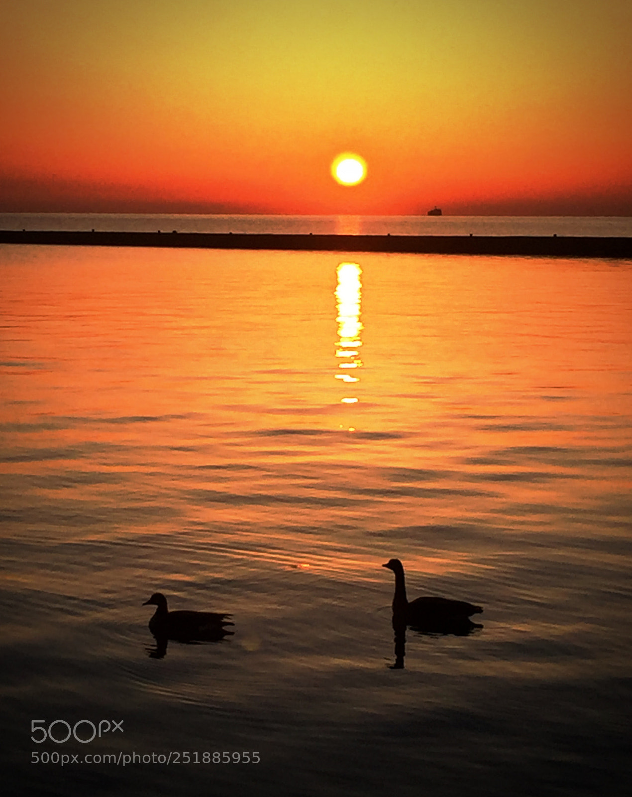 Apple iPhone 6 sample photo. Goose and sunrise photography