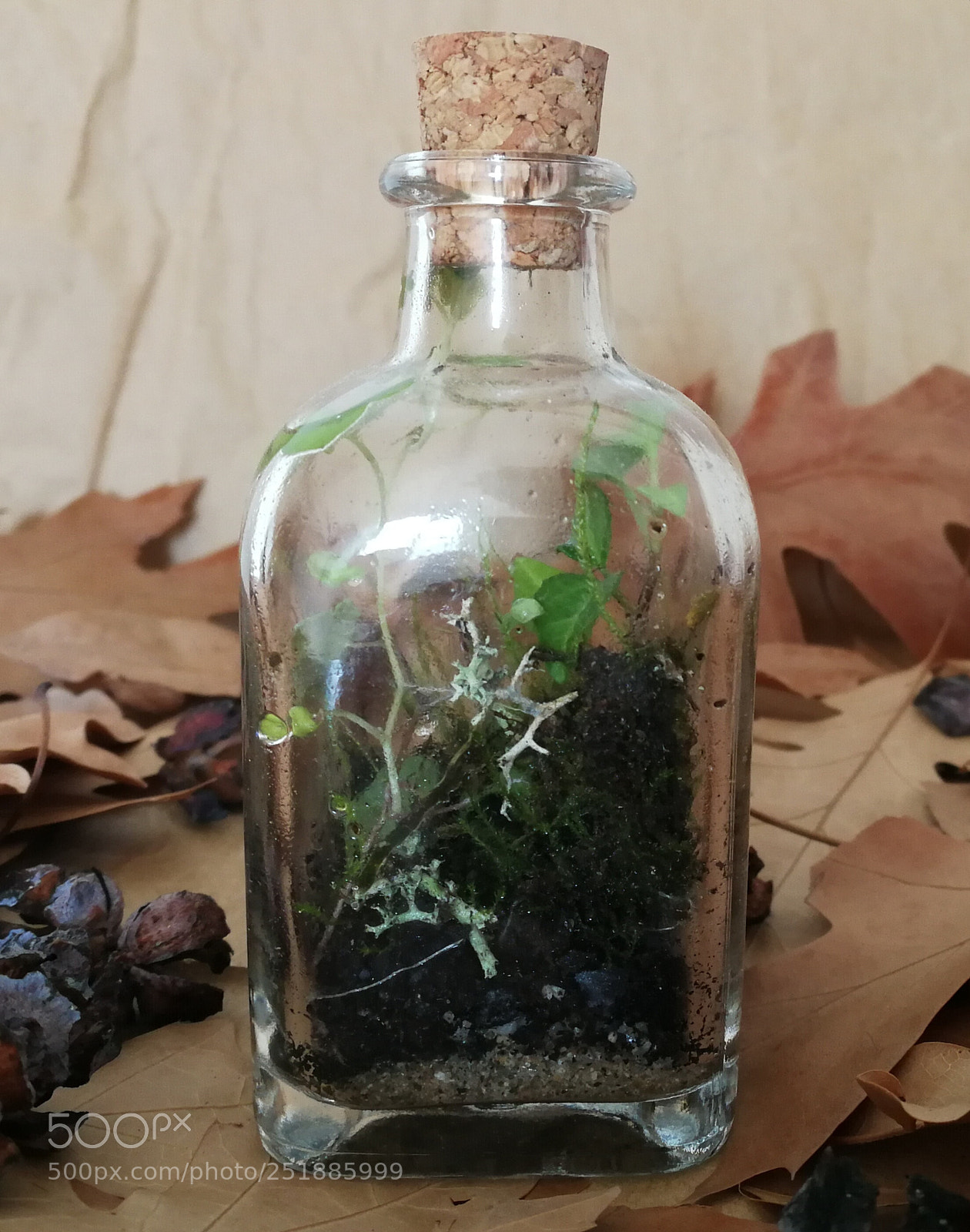 HUAWEI P10 sample photo. Living moss photography