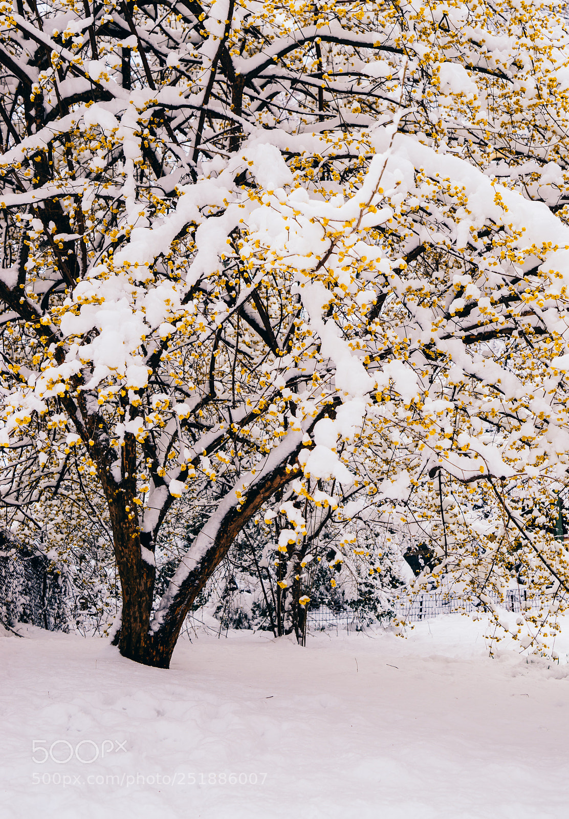Sony a7R sample photo. Mother nature at its photography