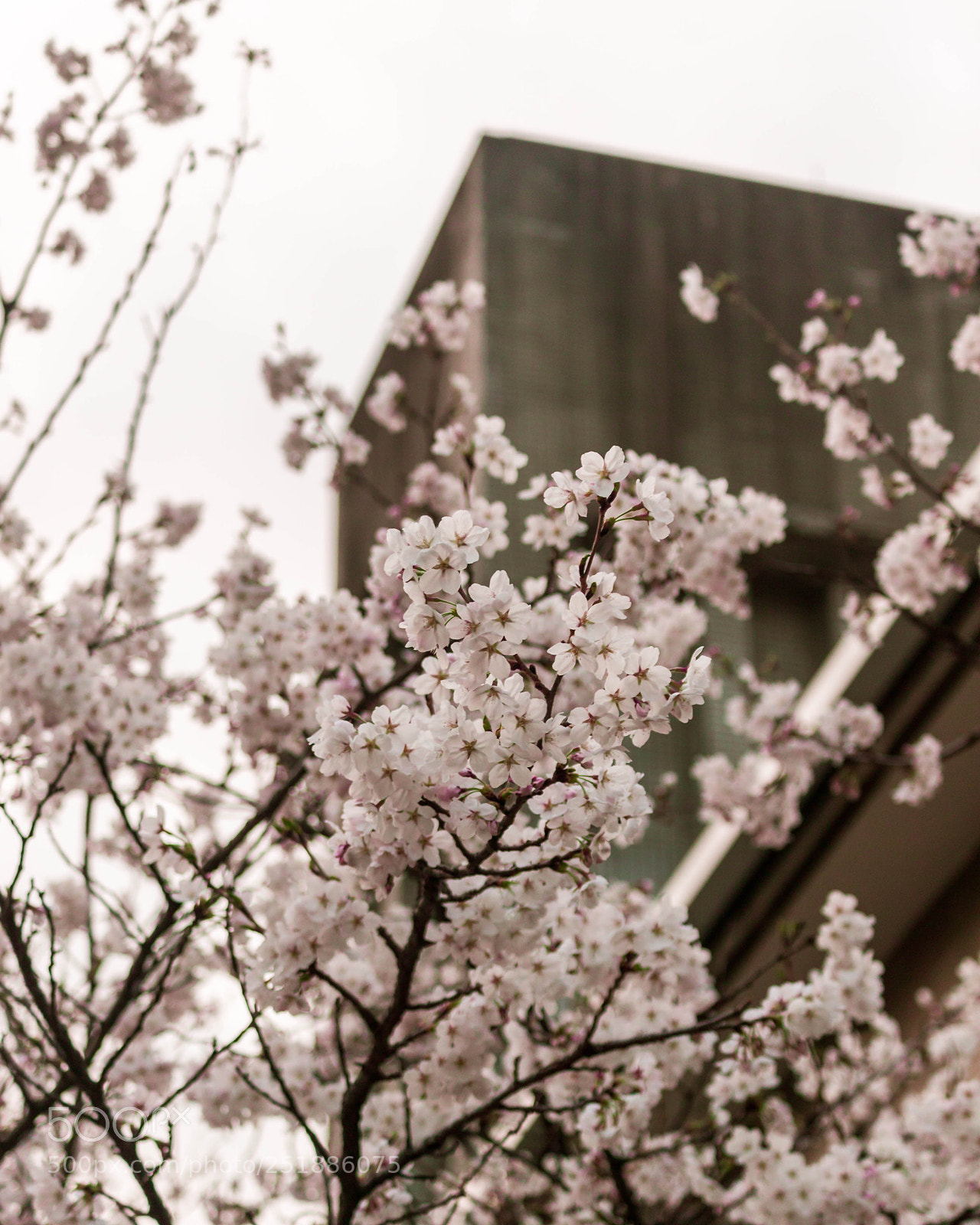 Canon EOS 50D sample photo. Spring time photography