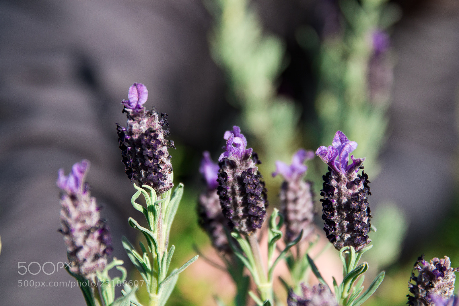 Canon EOS 70D sample photo. Lavanda photography