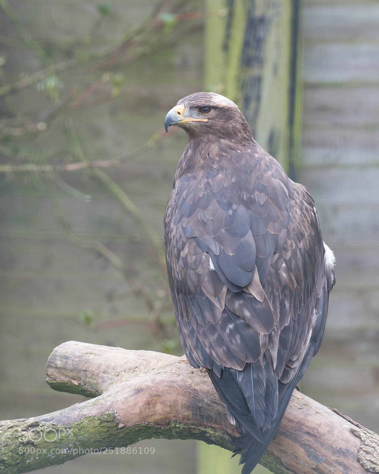 Nikon D850 sample photo. Steppe eagle photography